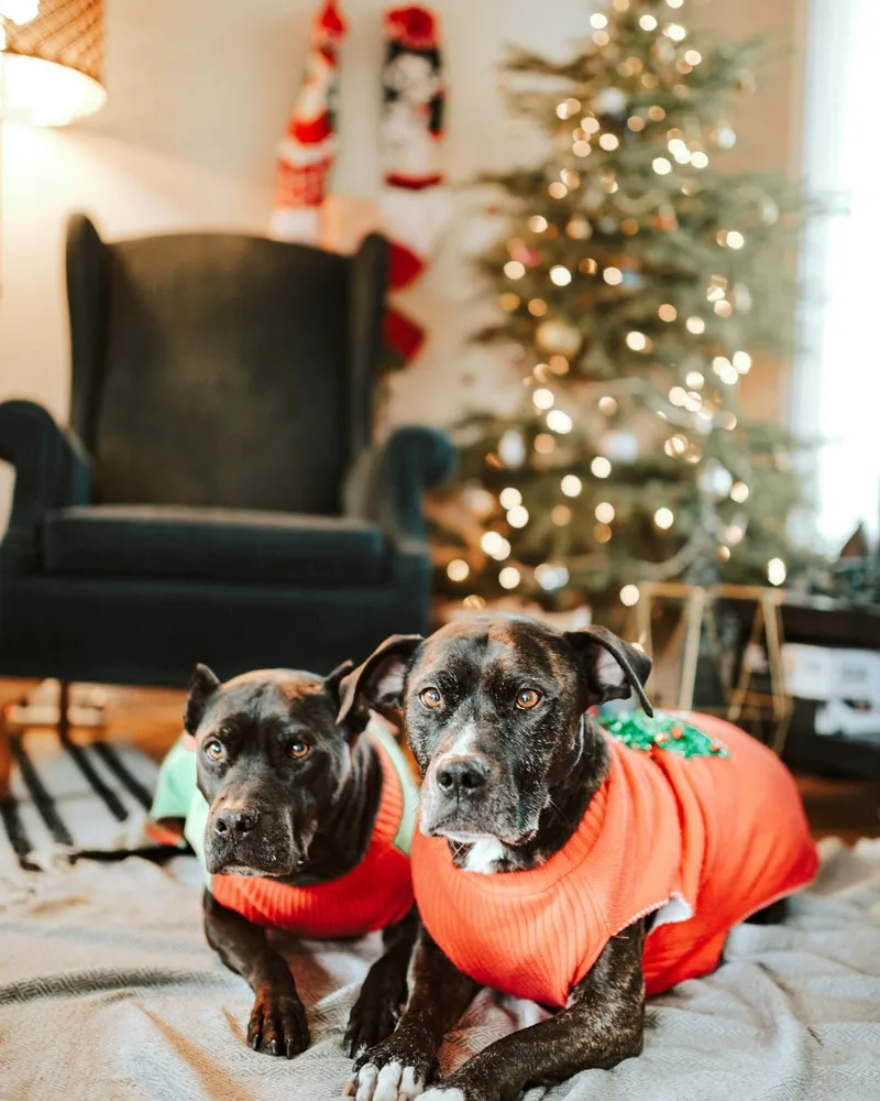 Kaalu & Bholu
